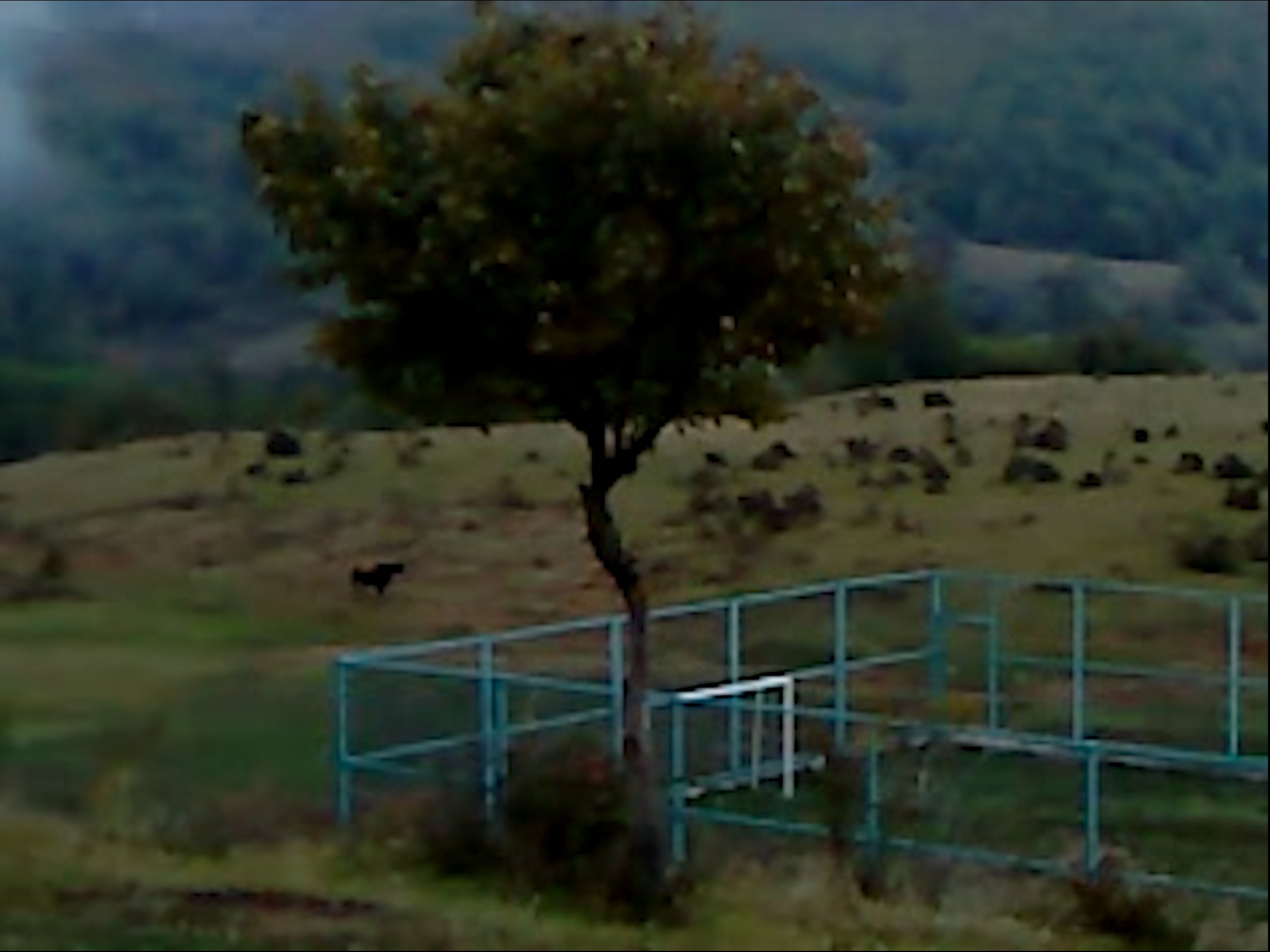 마른 잎 포스터