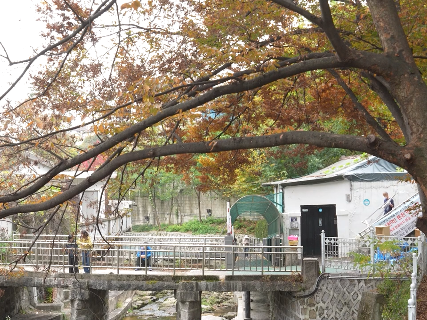 나무가 흔들릴 때 마음이 찾아온다 poster