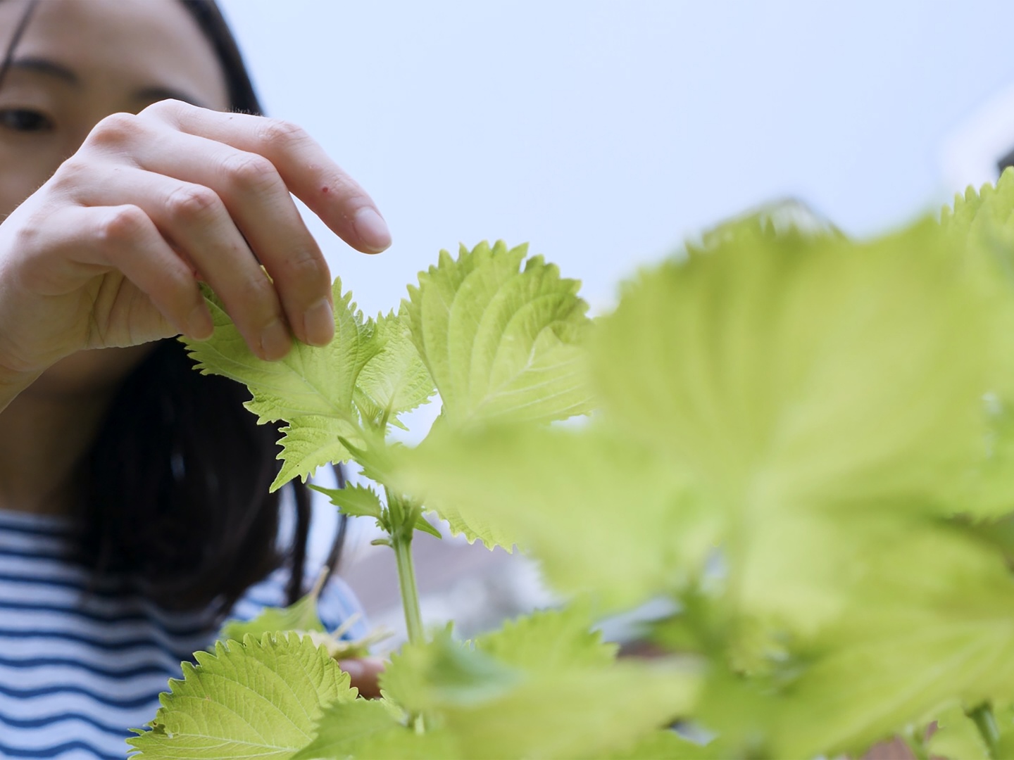 이방인의 텃밭 poster