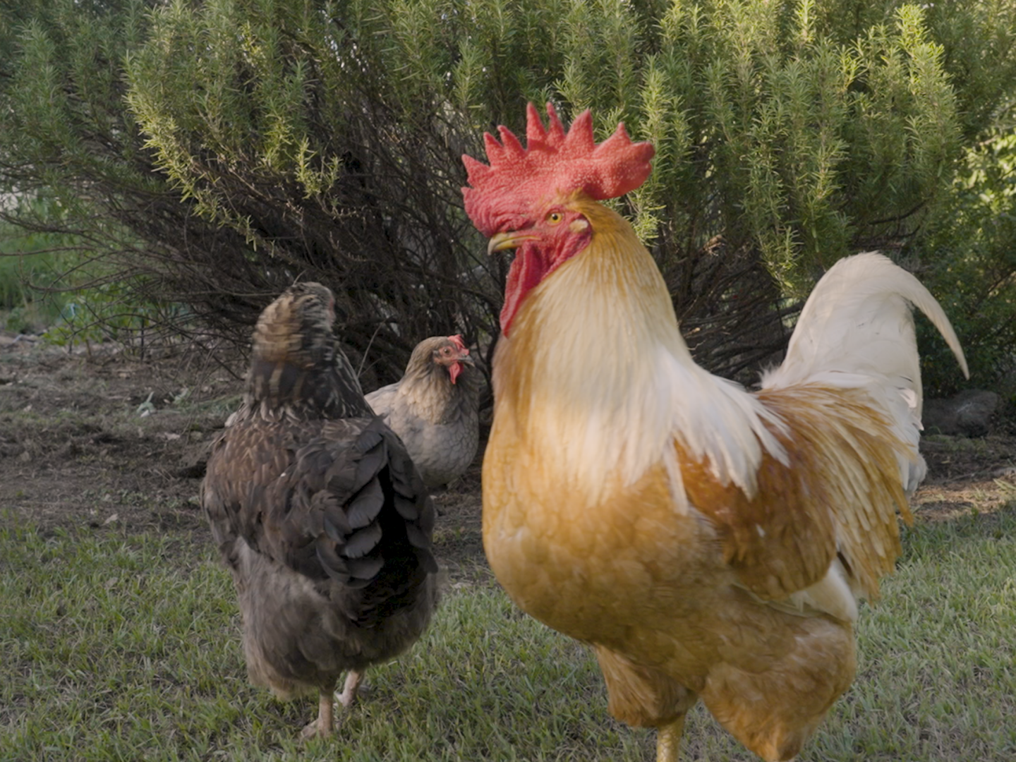 집에 살던 새는 모두 어디로 갔을까 poster