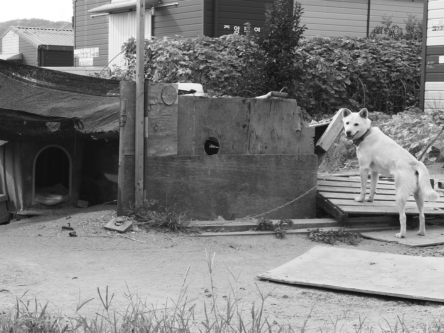 Dogs in the Sun poster