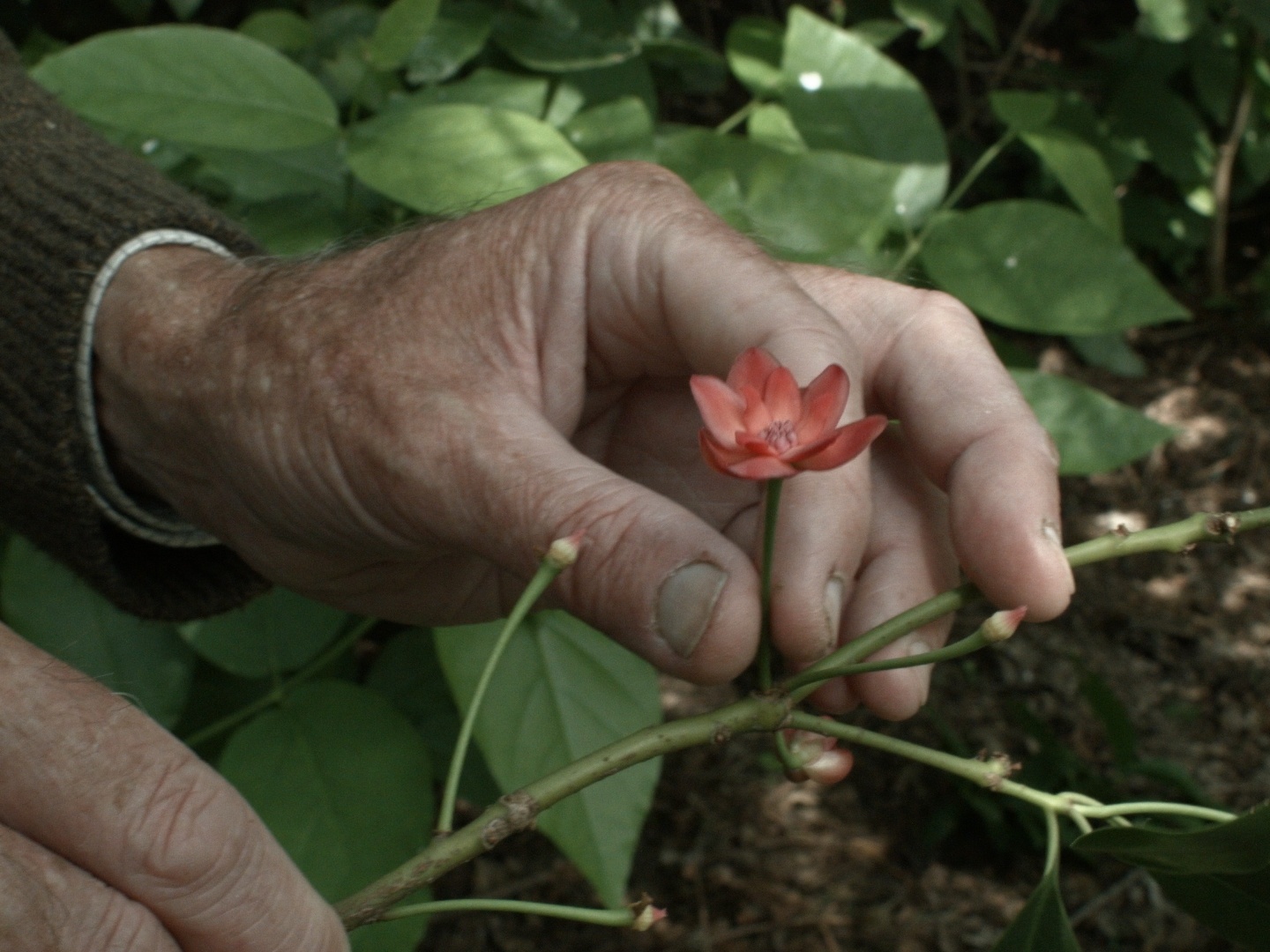마크 브라운과 함께하는 7가지 산책 poster