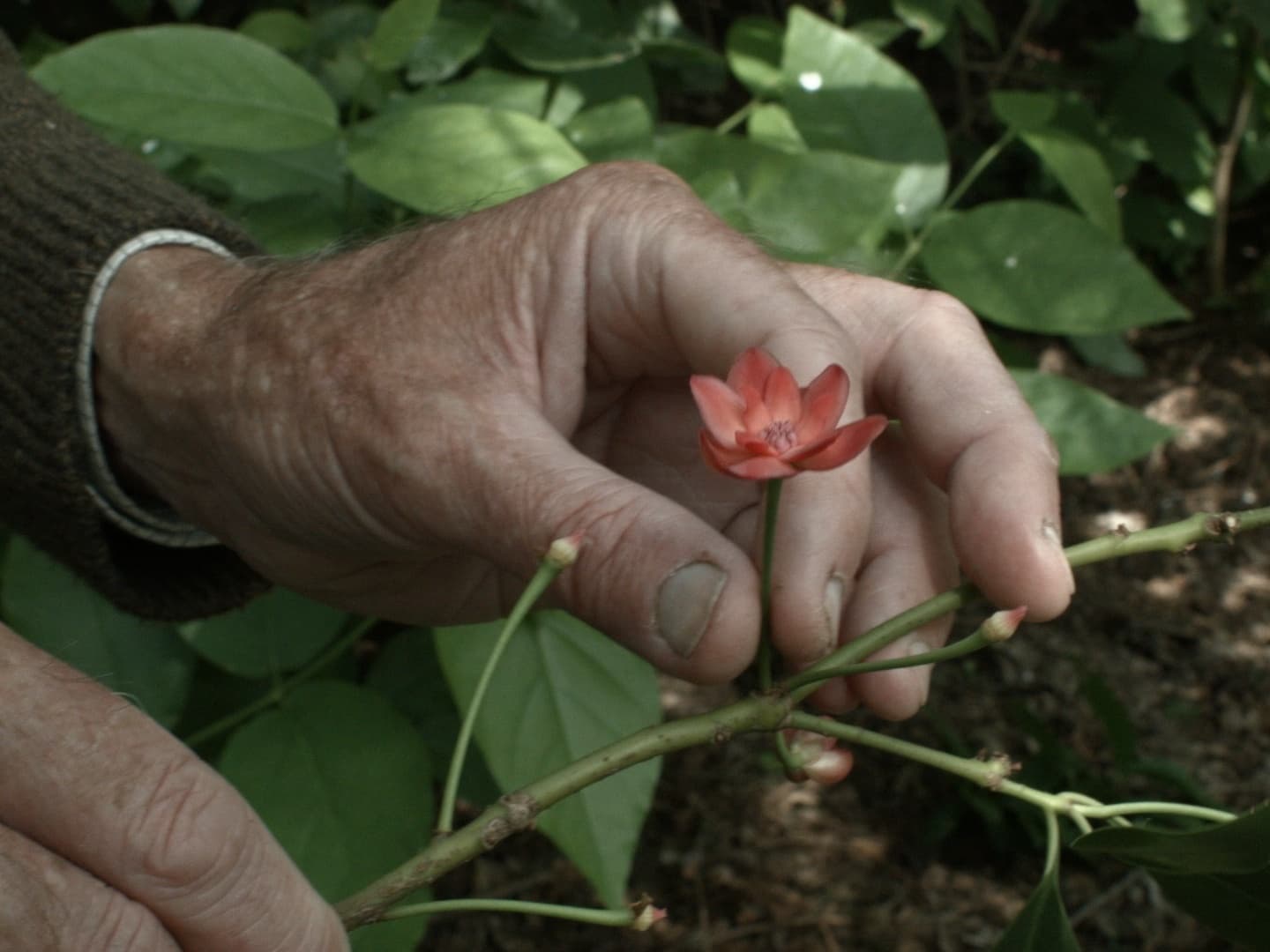 7 Walks with Mark Brown